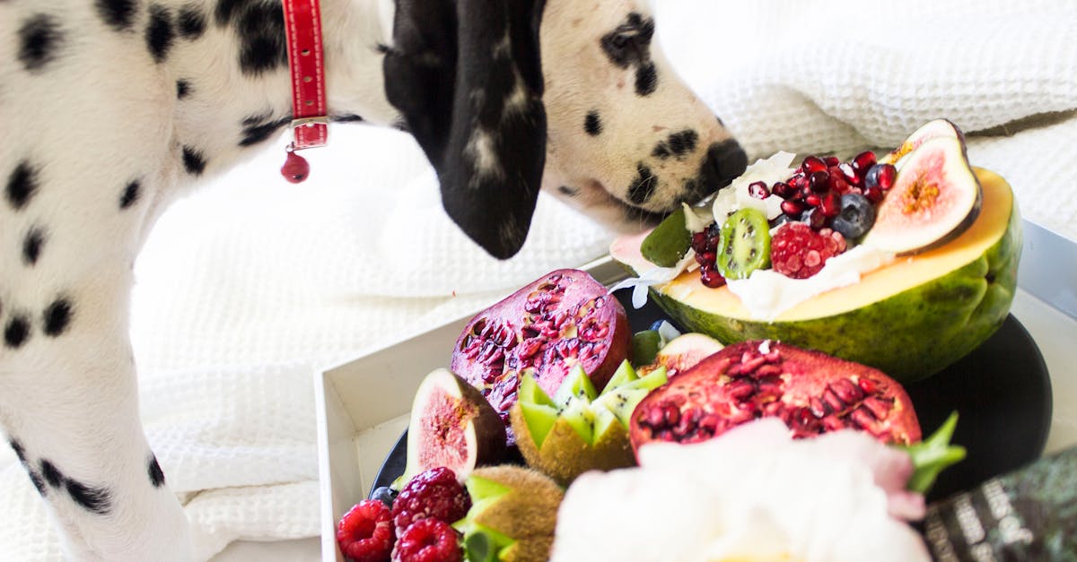 Black and White Dalmatian Dog Eating Fruits